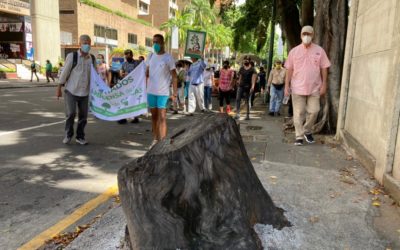 Plantados. Manifiesto en defensa de los árboles de Caracas