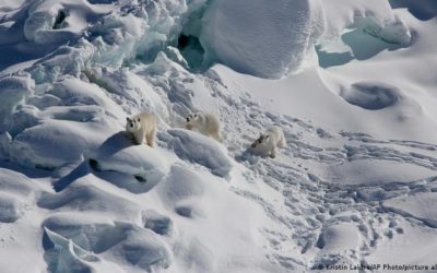 Encuentran población secreta de osos polares en un hábitat «imposible»