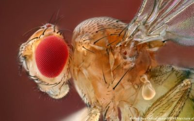 Científicos “hackean” el cerebro de moscas de la fruta y logran controlar sus alas a distancia