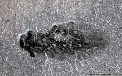 Extraño cerebro fósil de depredador con tres ojos obliga a replantear la evolución de insectos y arañas