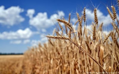 Ucrania: 5 claves sobre la exportación de cereales