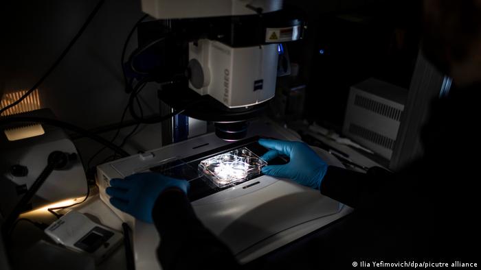 Científicos crean los primeros “embriones sintéticos” del mundo con células madre de ratón